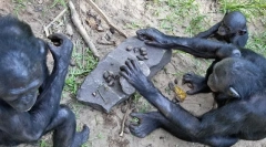 7 Zvířat, která používají pracovní nástroje